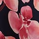 Floral Mirage