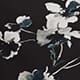 Petal Noir