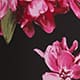 Dancing Blossom